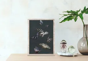 Blue Tiger Butterflies Mini Framed Canvas