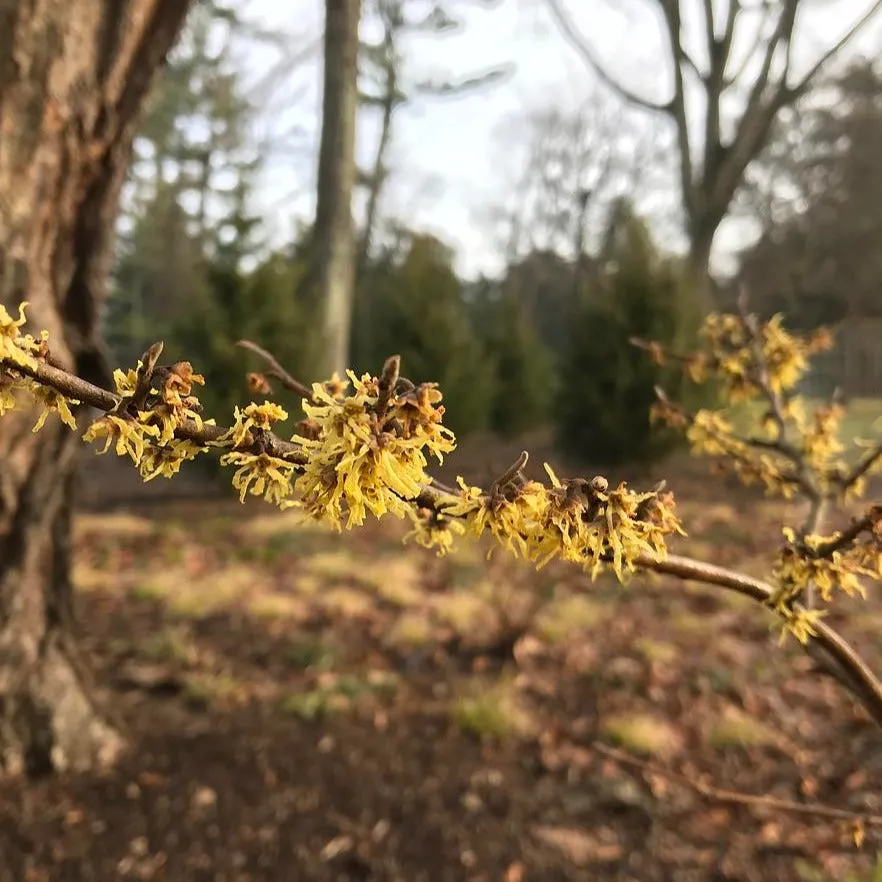 Variegated American Witch Hazel - Hamamelis virginiana 'Green Thumb'