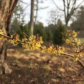 Variegated American Witch Hazel - Hamamelis virginiana 'Green Thumb'